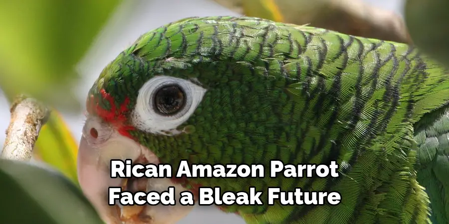 Rican Amazon Parrot Faced a Bleak Future