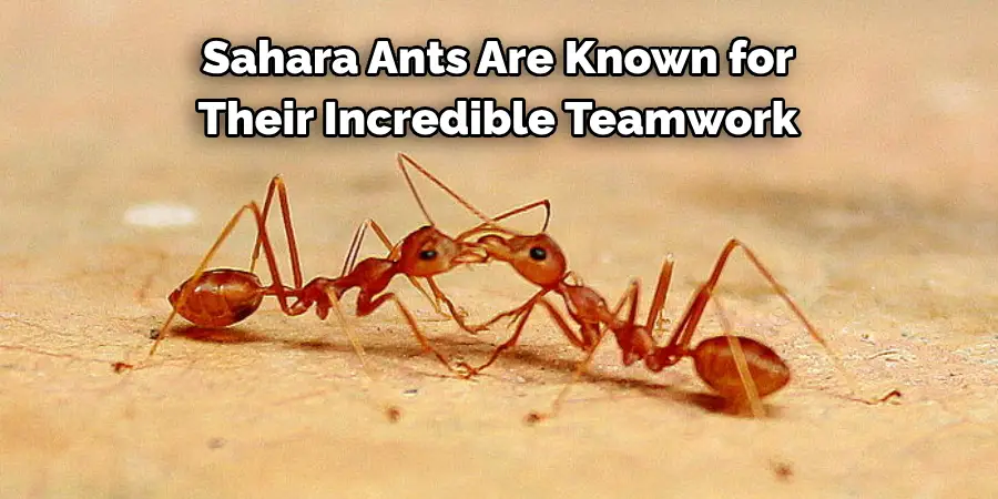 Sahara Ants Are Known for
Their Incredible Teamwork