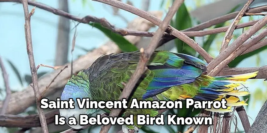 Saint Vincent Amazon Parrot Is a Beloved Bird Known