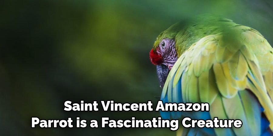 Saint Vincent Amazon Parrot is a Fascinating Creature