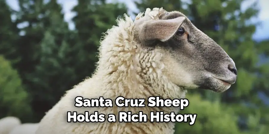 Santa Cruz Sheep
Holds a Rich History