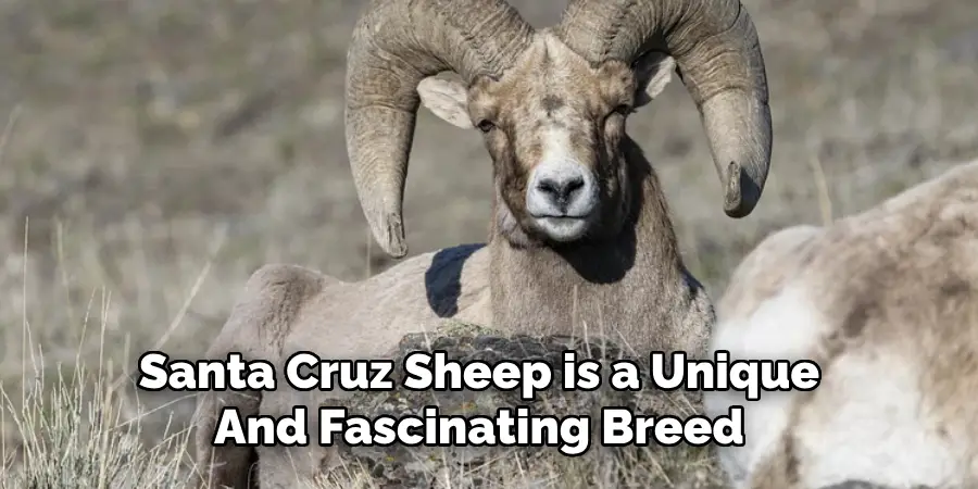 Santa Cruz sheep is a unique and fascinating breed