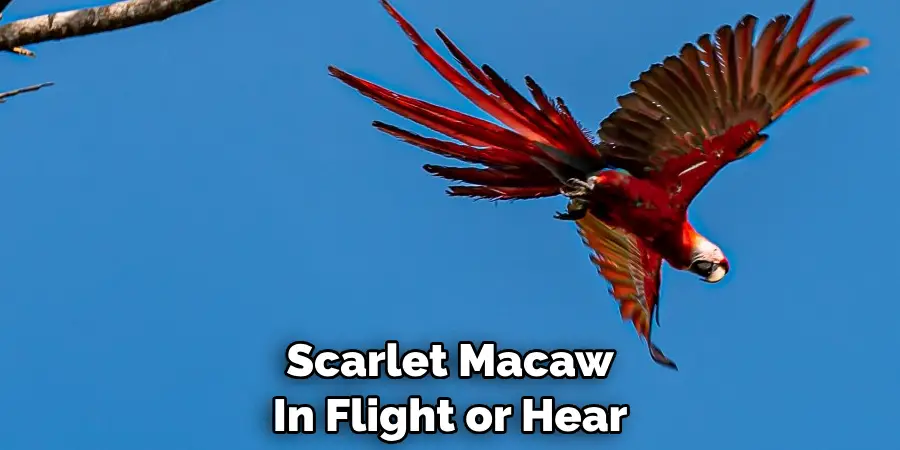 Scarlet Macaw In Flight or Hear