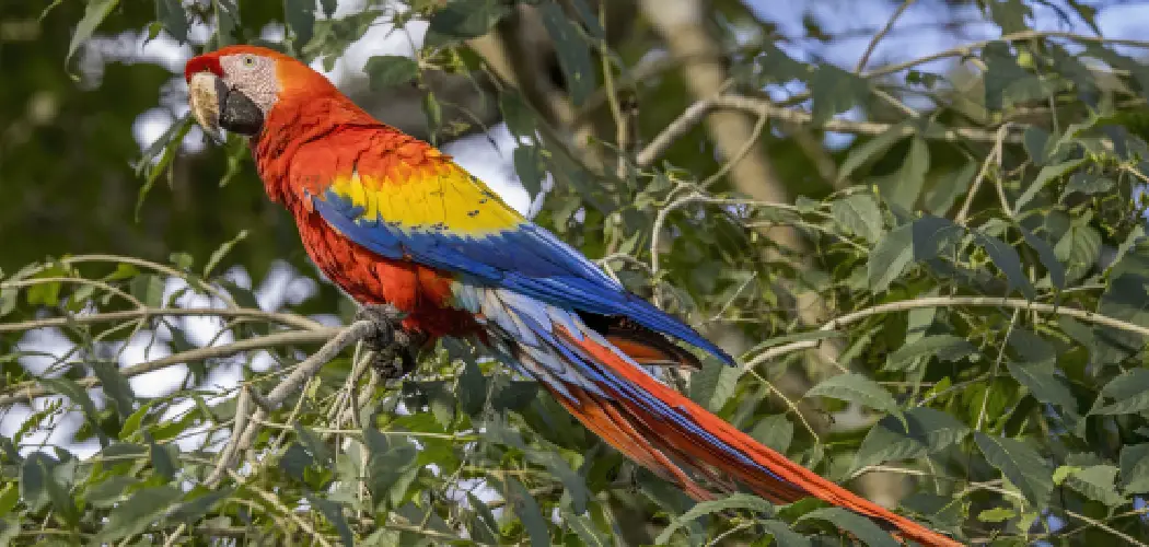 Scarlet Macaw Spiritual Meaning