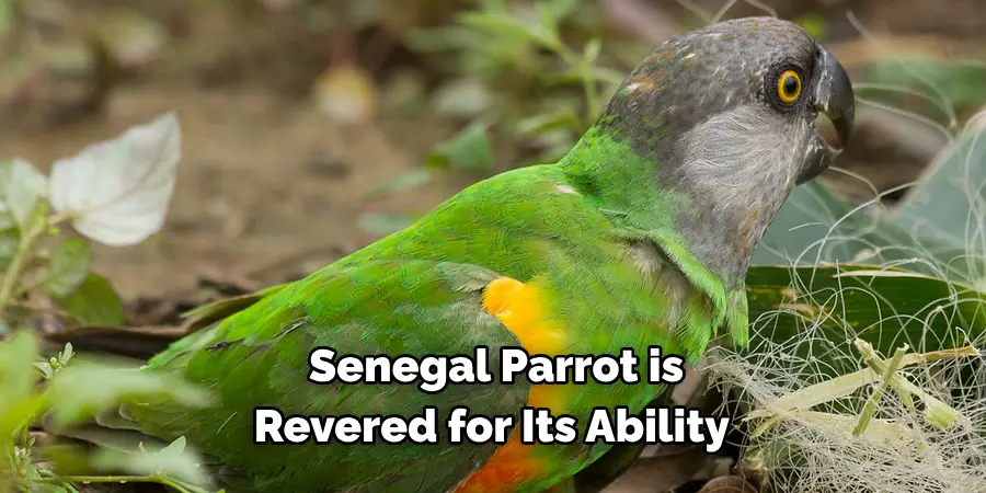 Senegal Parrot is Revered for Its Ability