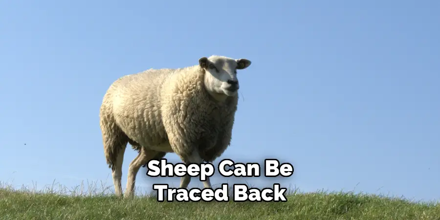 Sheep Can Be 
Traced Back