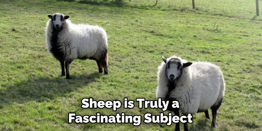 Sheep is Truly a 
Fascinating Subject