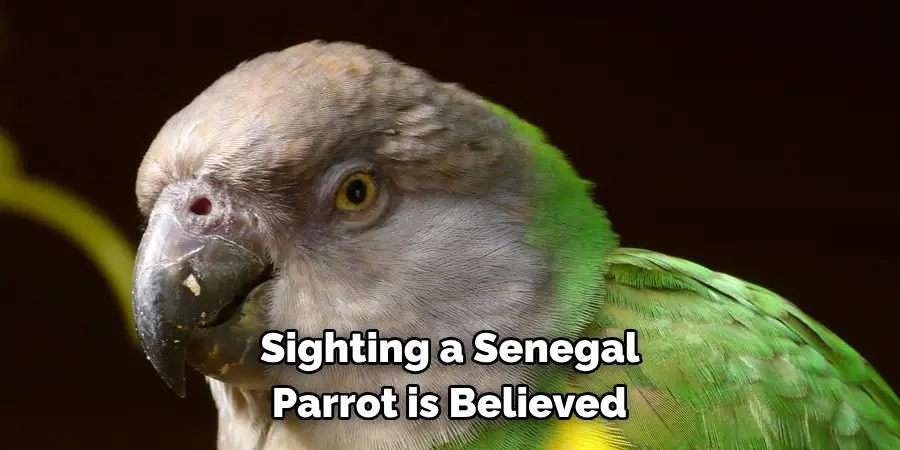 Sighting a Senegal Parrot is Believed