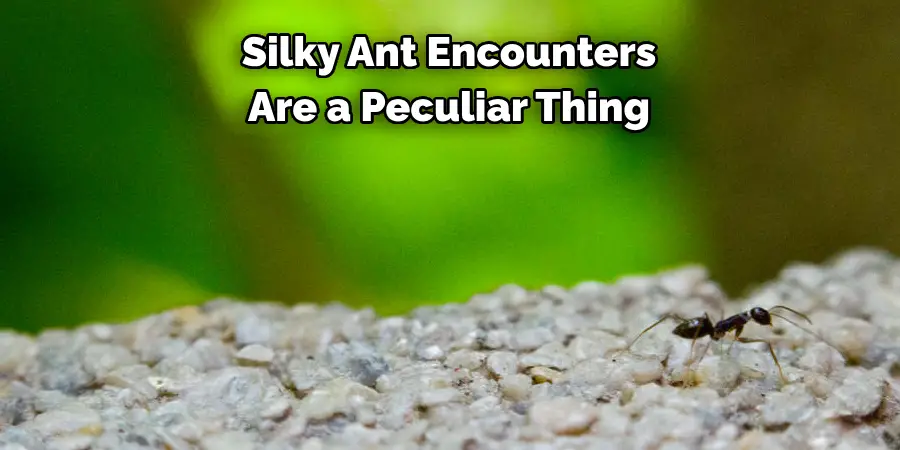 Silky Ant Encounters 
Are a Peculiar Thing