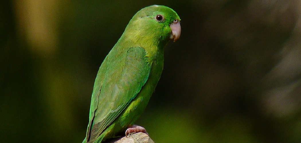 Spectacled Parrotlet Spiritual Meaning