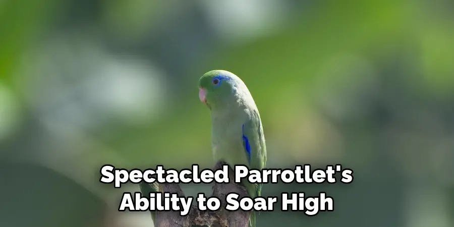 Spectacled Parrotlet's Ability to Soar High