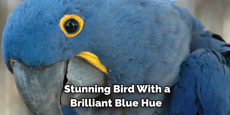 Stunning Bird With a Brilliant Blue Hue