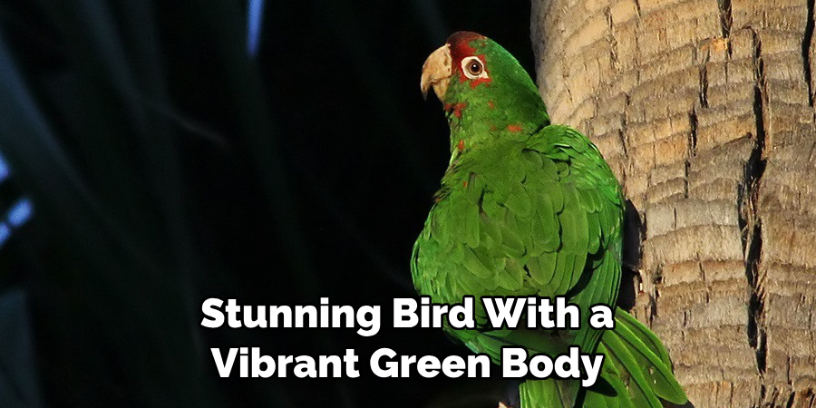 Stunning Bird With a Vibrant Green Body