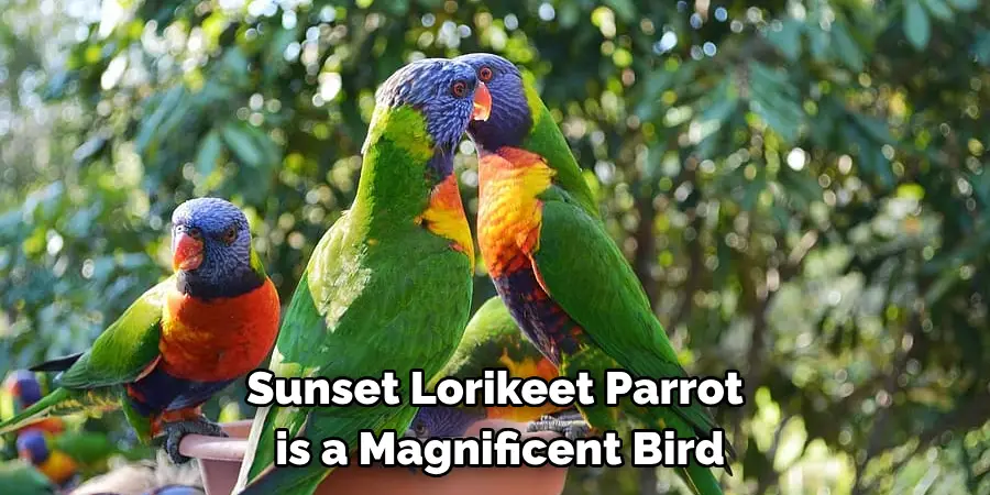 Sunset Lorikeet Parrot
 is a Magnificent Bird 