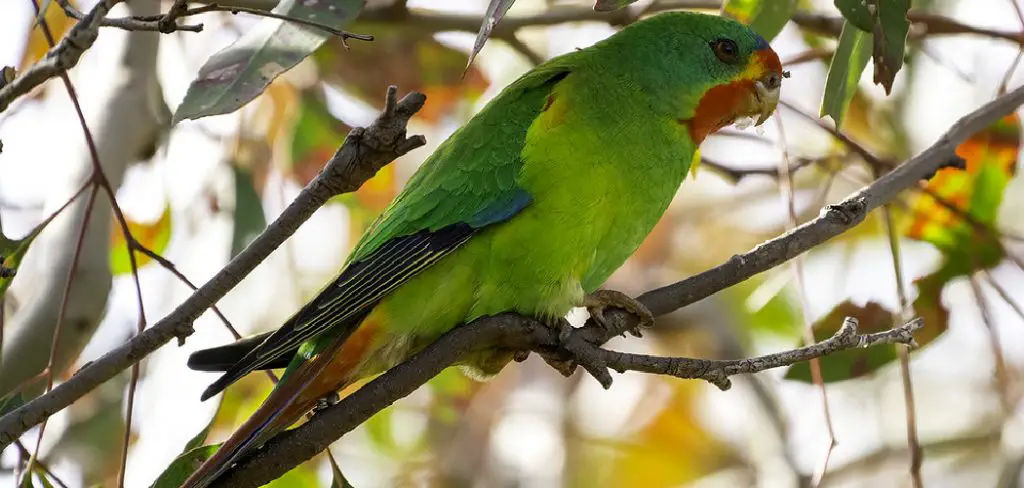 Swift Parrot Spiritual Meaning