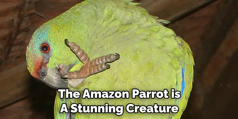 The Amazon Parrot is A Stunning Creature