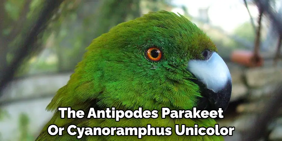 The Antipodes Parakeet Or Cyanoramphus Unicolor