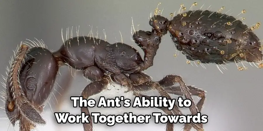 The Ant's Ability to Work Together Towards