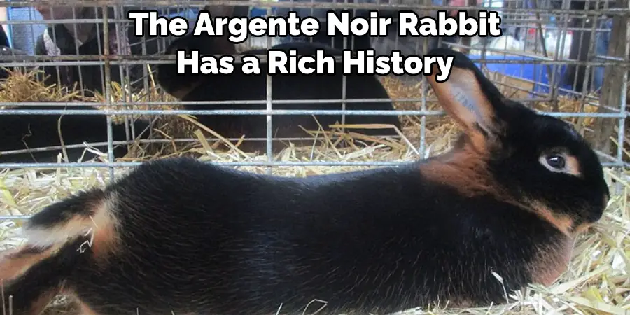 The Argente Noir Rabbit Has a Rich History