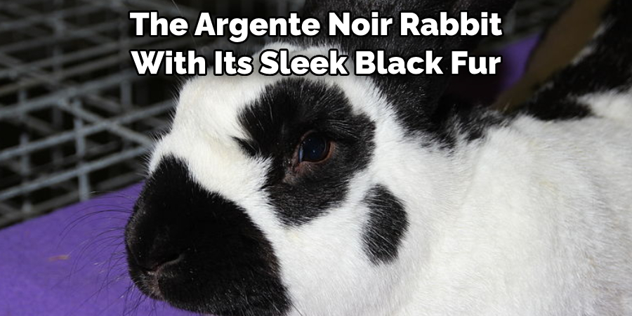 The Argente Noir Rabbit With Its Sleek Black Fur