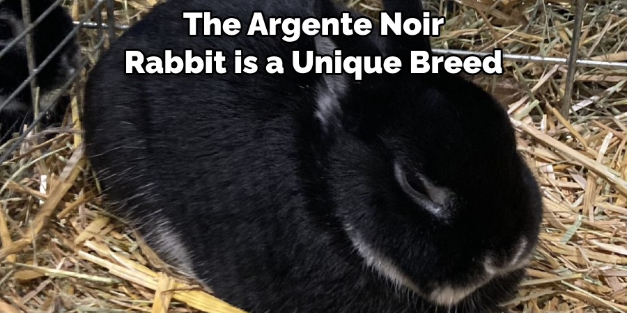 The Argente Noir Rabbit is a Unique Breed
