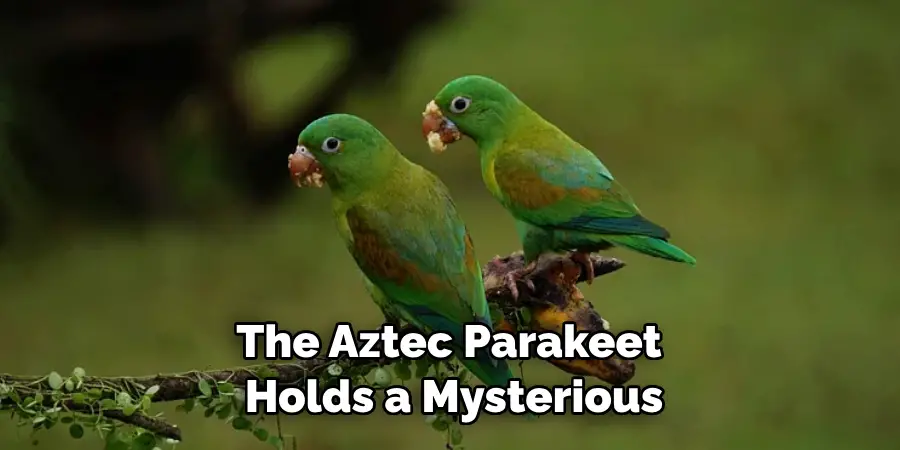 The Aztec Parakeet Holds a Mysterious