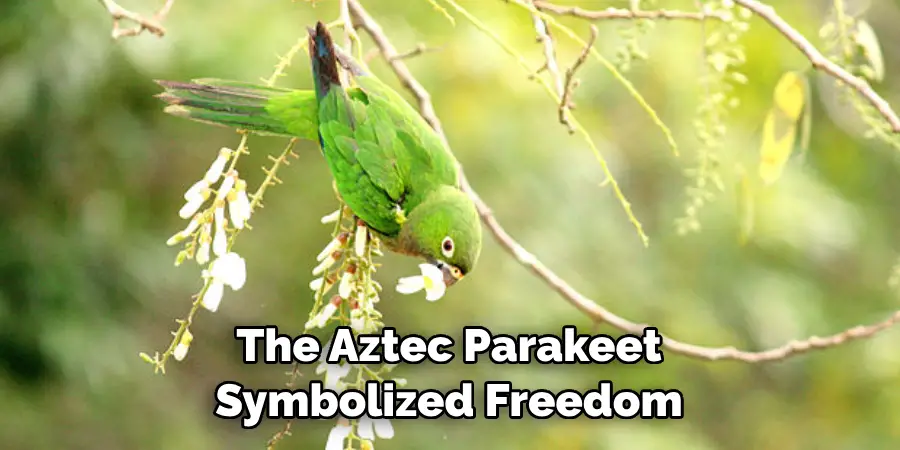 The Aztec Parakeet Symbolized Freedom