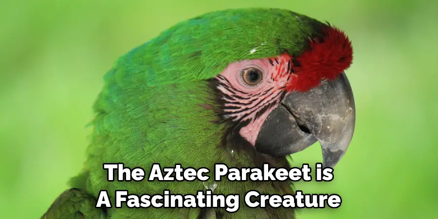 The Aztec Parakeet is A Fascinating Creature