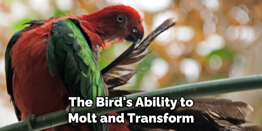 The Bird's Ability to Molt and Transform