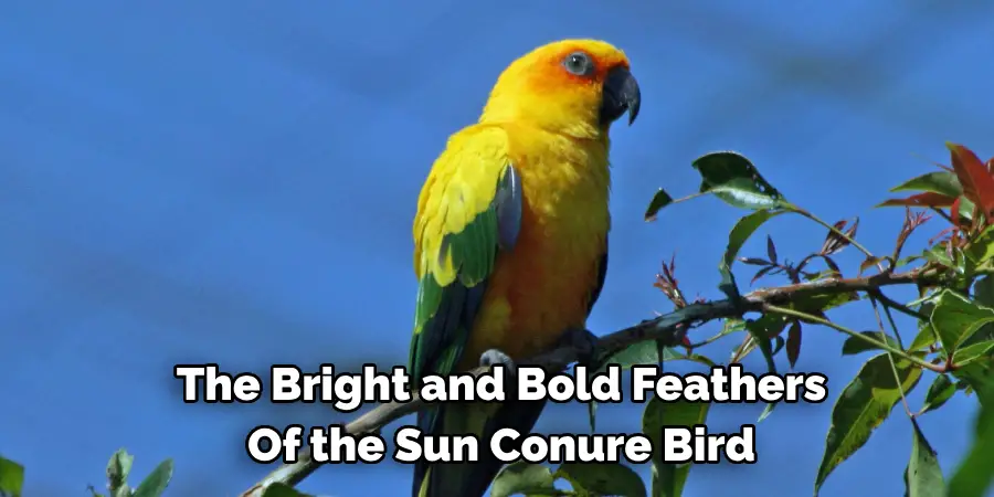 The Bright and Bold Feathers Of the Sun Conure Bird