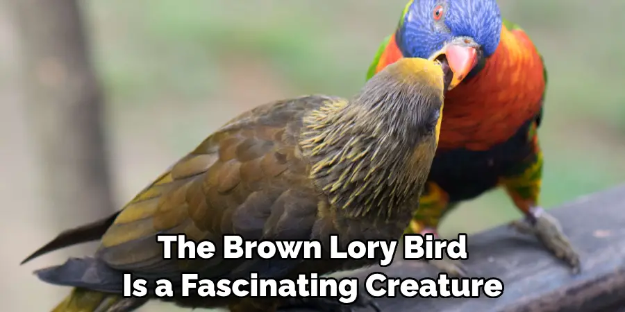 The Brown Lory Bird Is a Fascinating Creature