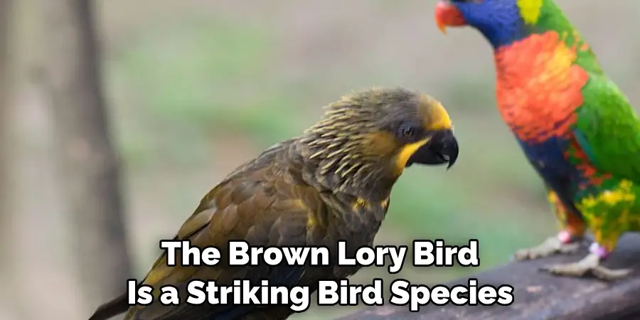 The Brown Lory Bird Is a Striking Bird Species