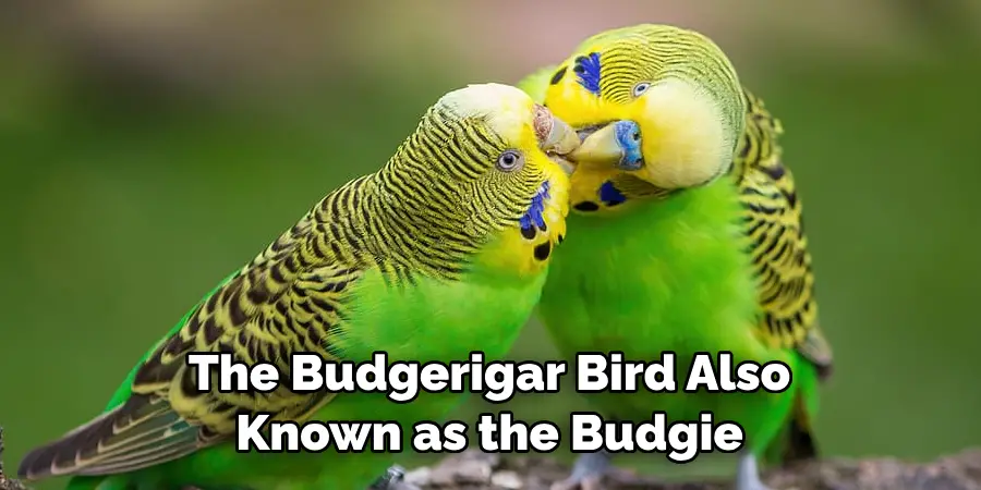 The Budgerigar Bird Also Known as the Budgie