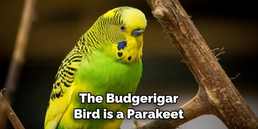 The Budgerigar Bird is a Parakeet