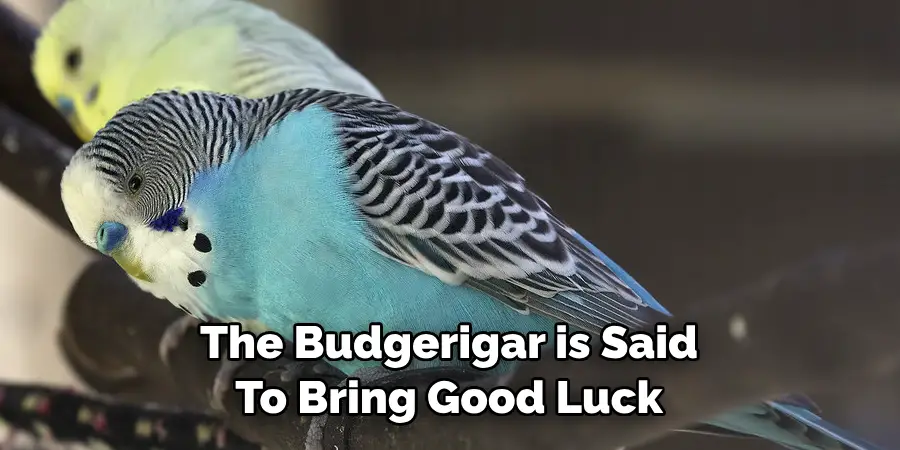 The Budgerigar is Said To Bring Good Luck