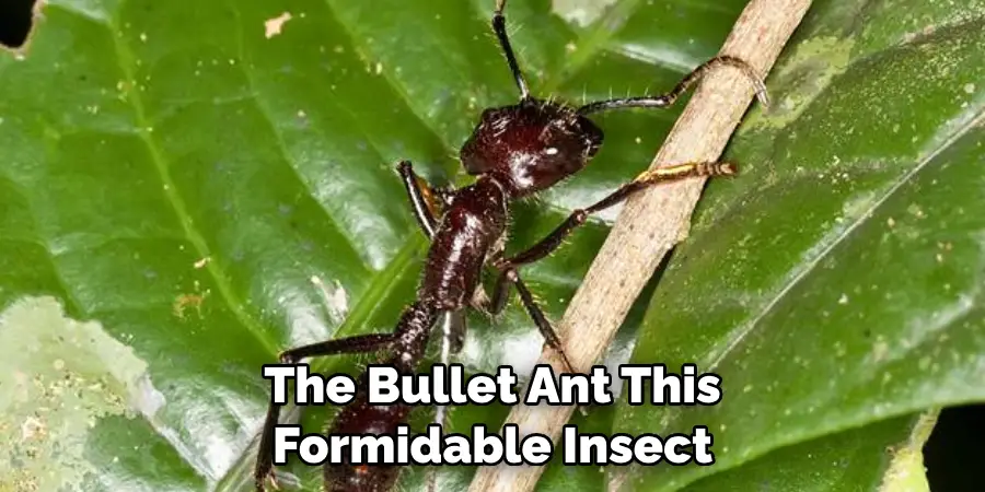 The Bullet Ant This Formidable Insect
