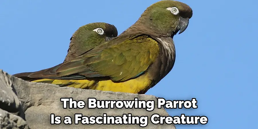 The Burrowing Parrot Is a Fascinating Creature