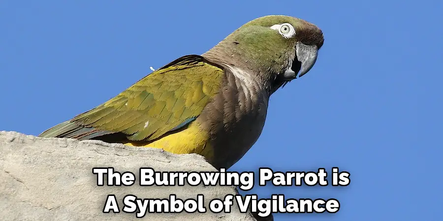 The Burrowing Parrot is A Symbol of Vigilance
