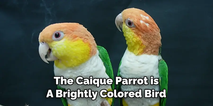 The Caique Parrot is A Brightly Colored Bird