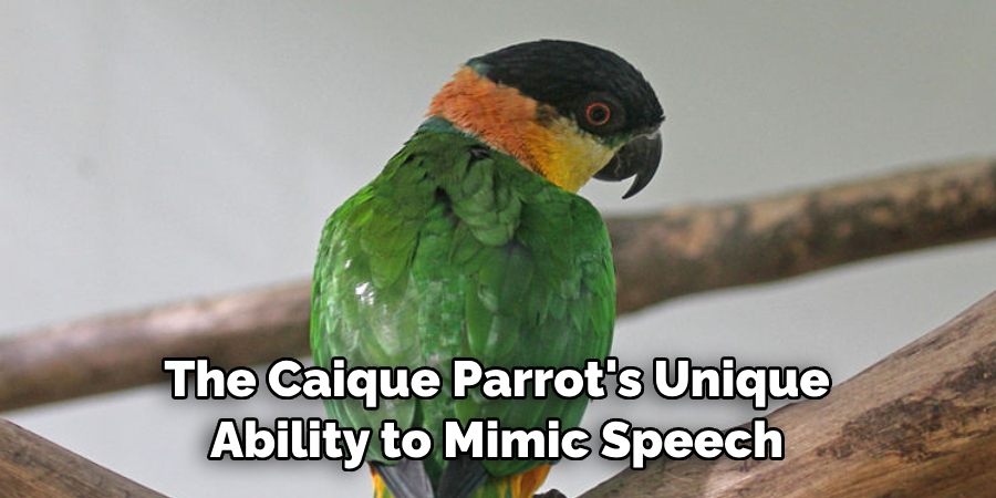 The Caique Parrot's Unique Ability to Mimic Speech