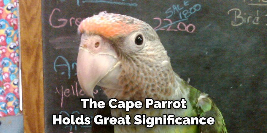 The Cape Parrot Holds Great Significance