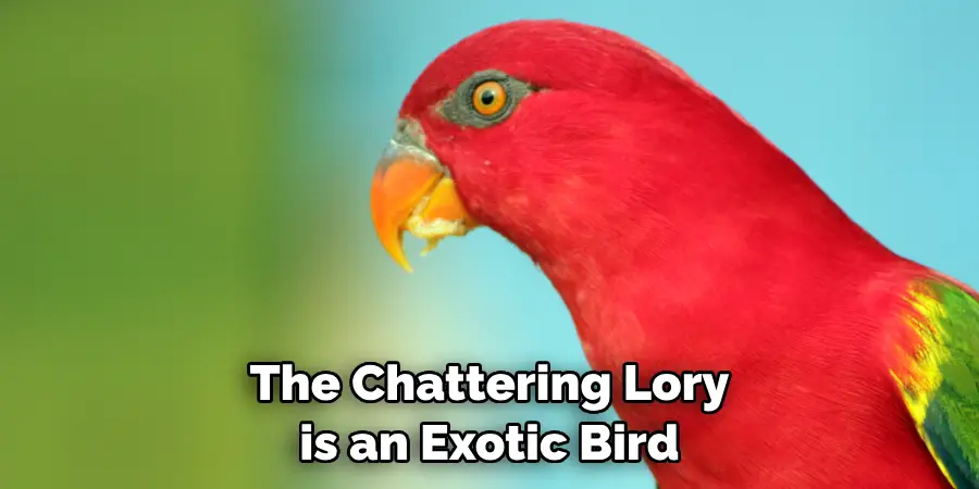 The Chattering Lory is an Exotic Bird