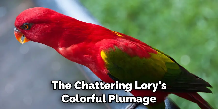 The Chattering Lory's Colorful Plumage