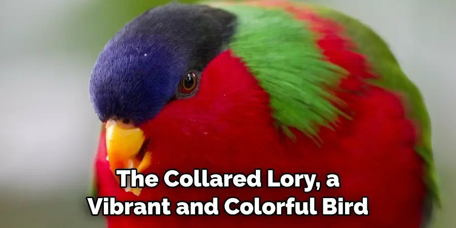 The Collared Lory, a Vibrant and Colorful Bird