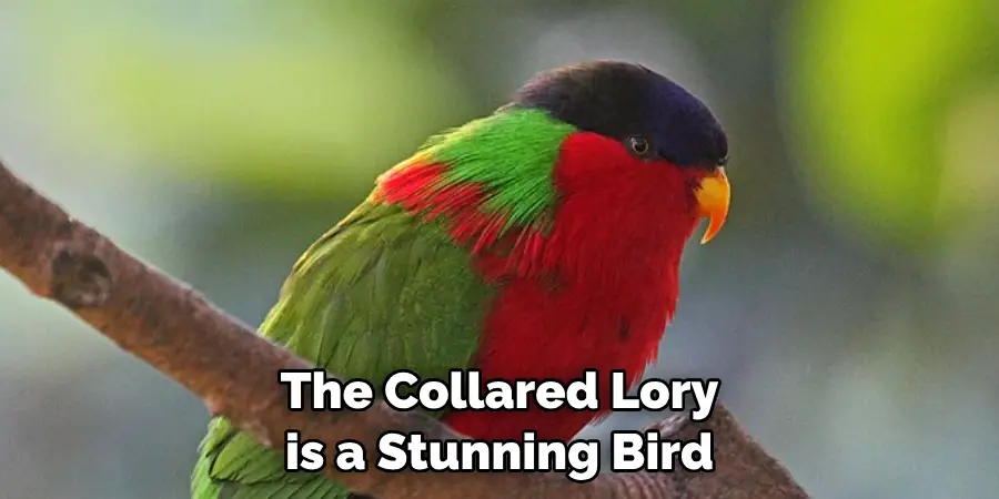 The Collared Lory is a Stunning Bird