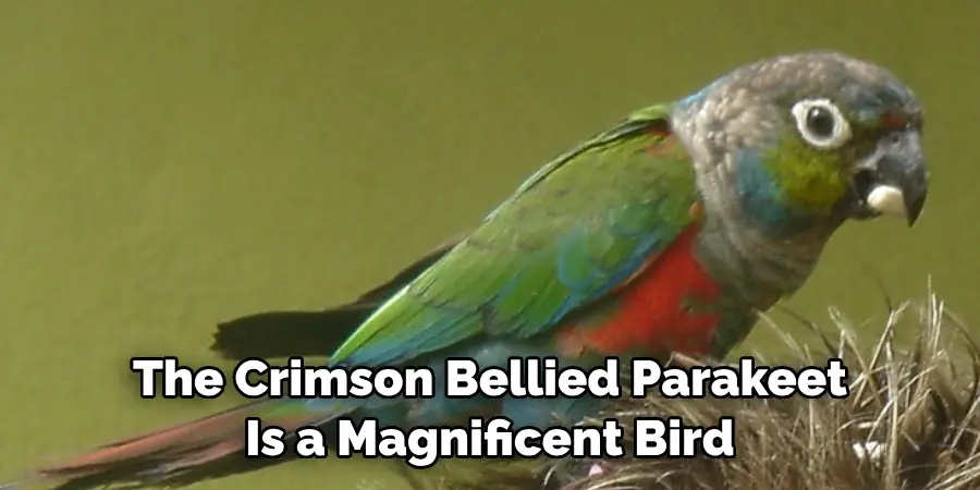 The Crimson Bellied Parakeet Is a Magnificent Bird