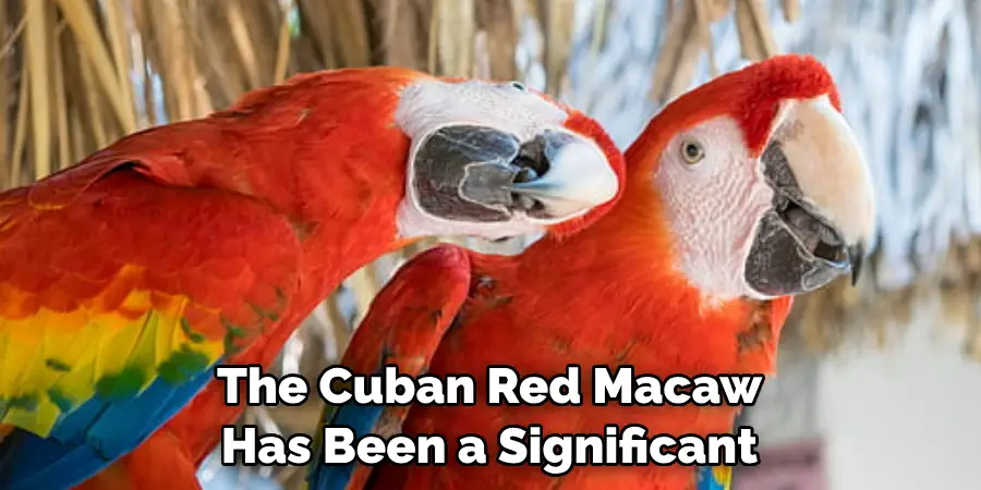 The Cuban Red Macaw Has Been a Significant