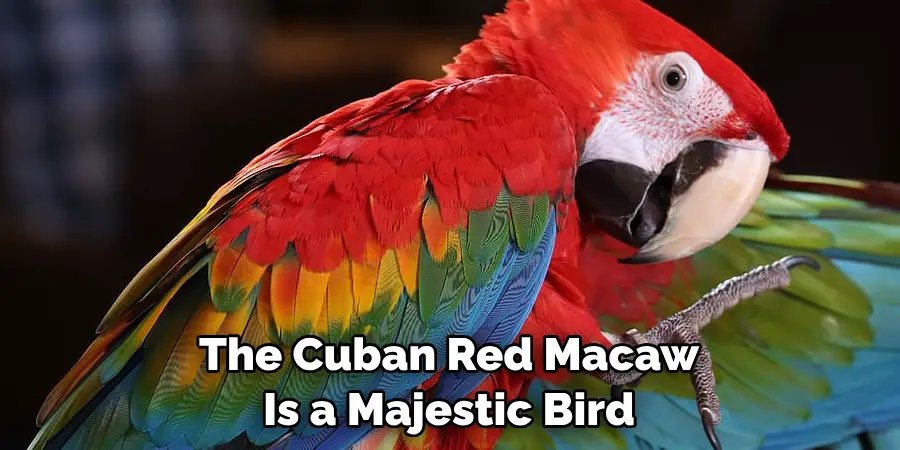 The Cuban Red Macaw Is a Majestic Bird