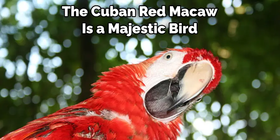 The Cuban Red Macaw Is a Majestic Bird