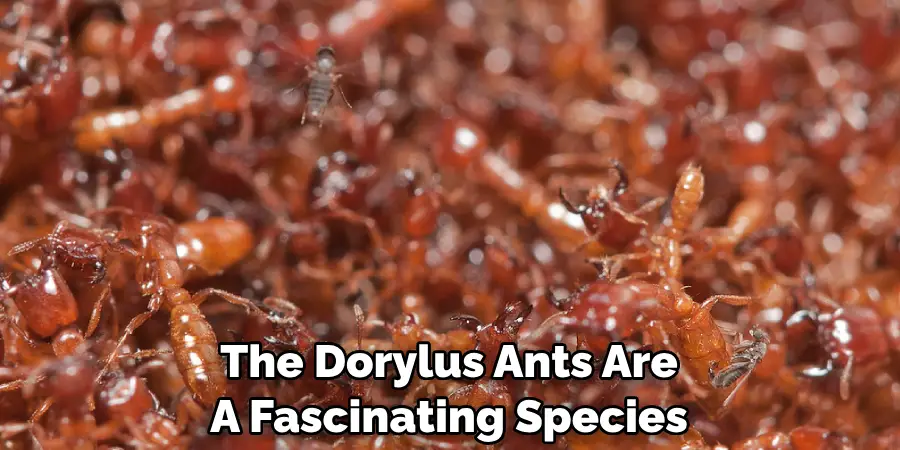 The Dorylus Ants Are A Fascinating Species